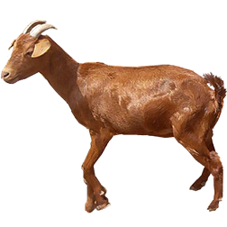Sokoto Red Goat